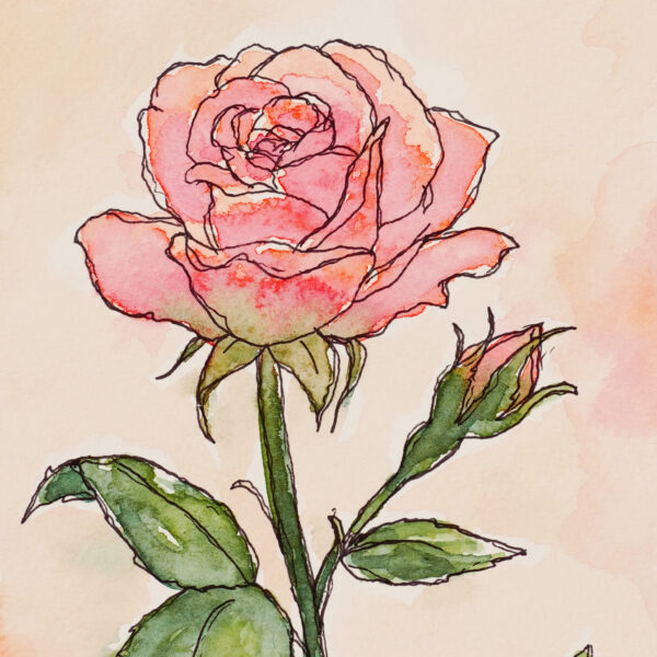 Where Joy Blooms I - First Light - ink and watercolour original painting by Surrey, UK artist, Kerri Awosile. Painting features a single rose in a pinky peach colour, with a peach and pink background.