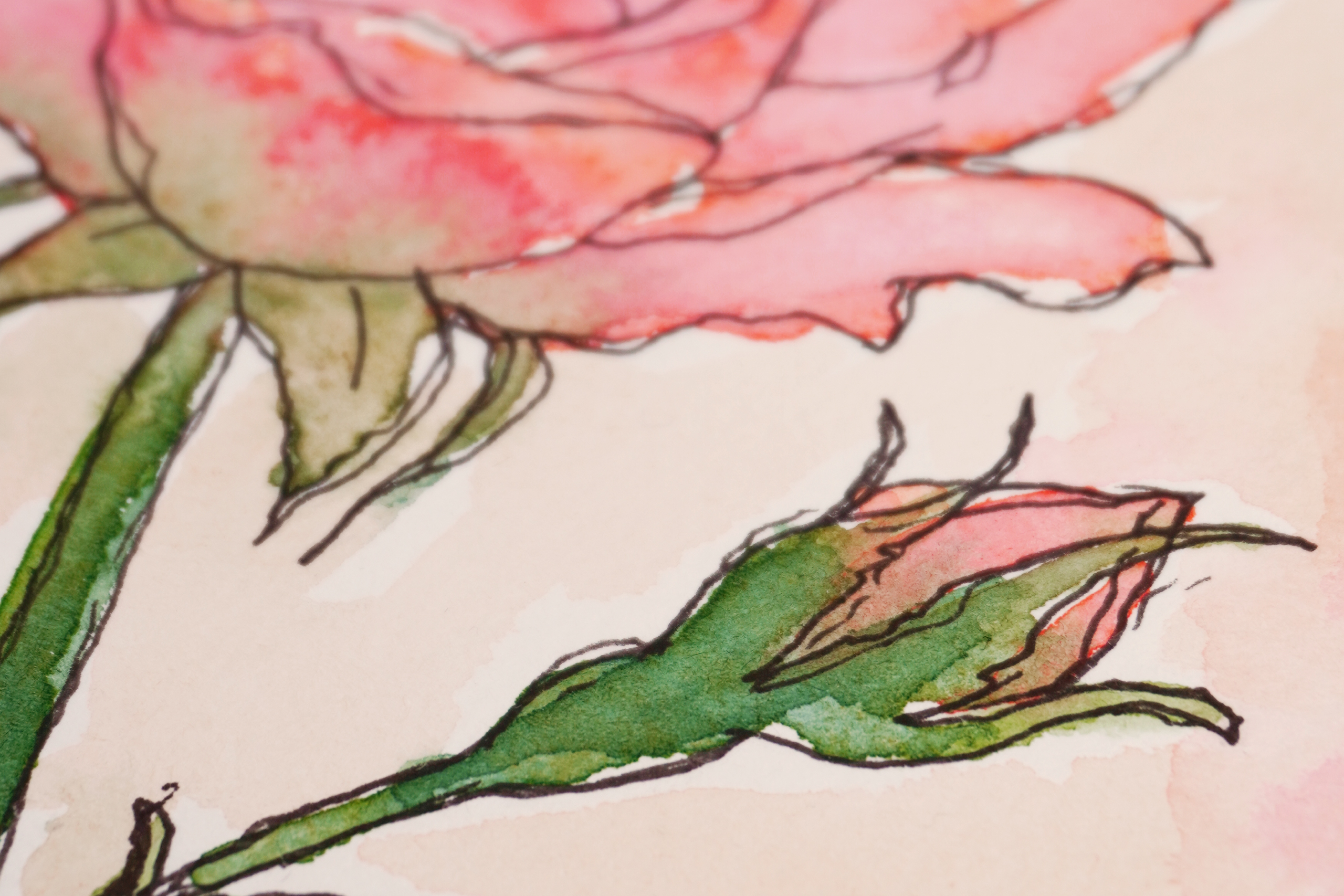 First-Light-Close-Up-Bud-Header