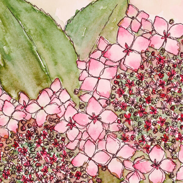 Where Joy Blooms II - Gentle Whispers - ink and watercolour original painting by Surrey, UK artist, Kerri Awosile. Painting features pink lacecap hydrangea and leaves, with a peach and pink background.